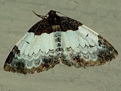 White-ribboned Carpet